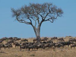 Bologonja_Seronera2009-18